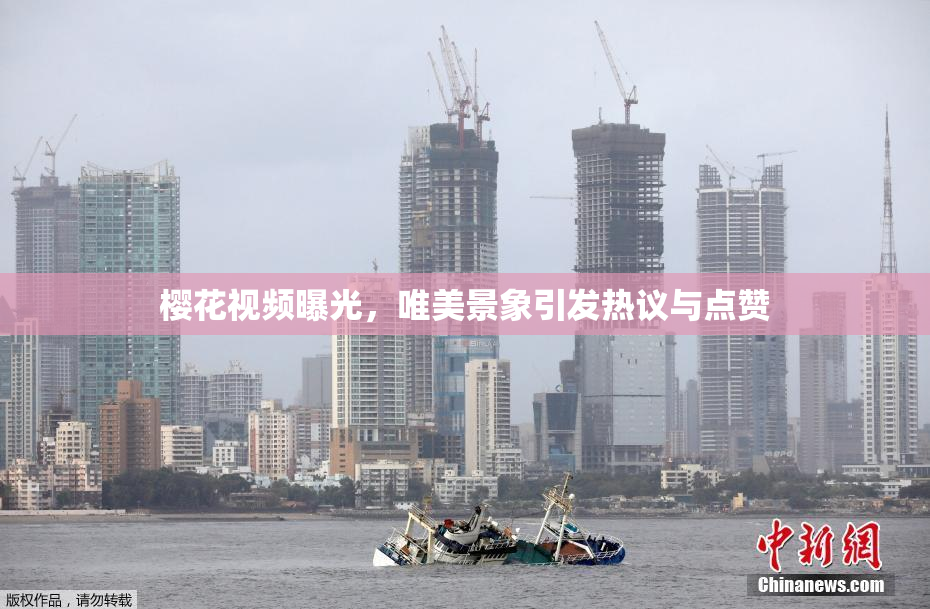 樱花视频曝光，唯美景象引发热议与点赞