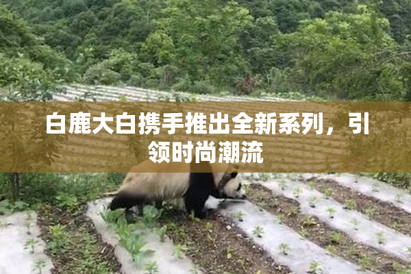 白鹿大白携手推出全新系列，引领时尚潮流