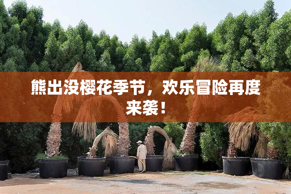 熊出没樱花季节，欢乐冒险再度来袭！