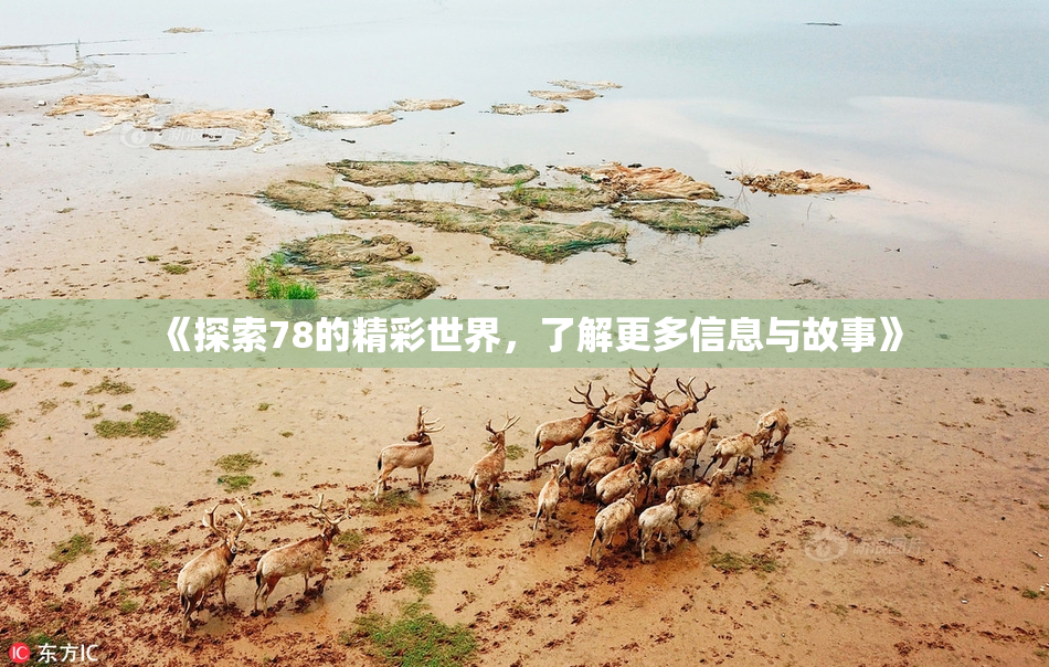 《探索78的精彩世界，了解更多信息与故事》
