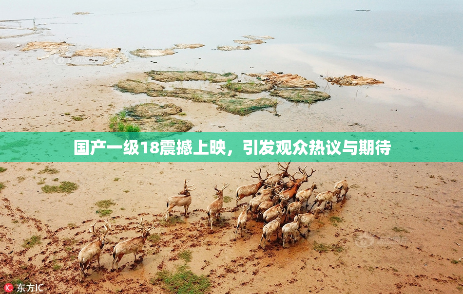 国产一级18震撼上映，引发观众热议与期待