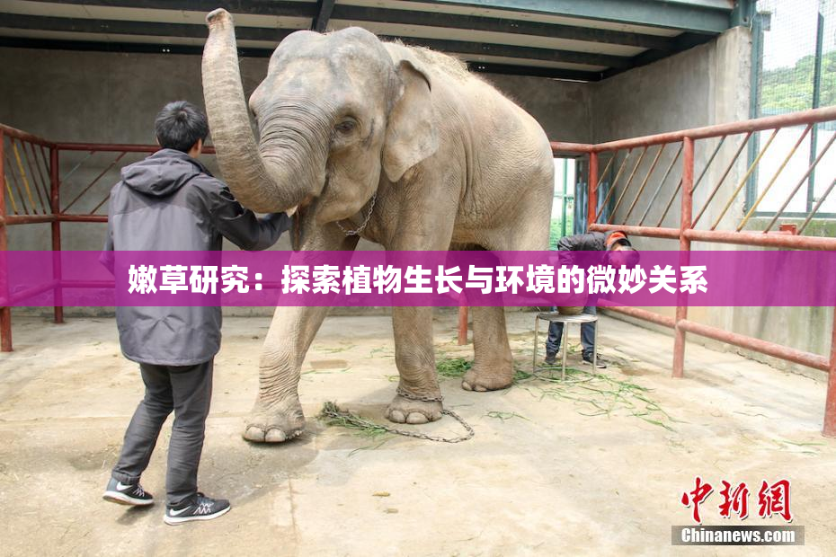 嫩草研究：探索植物生长与环境的微妙关系