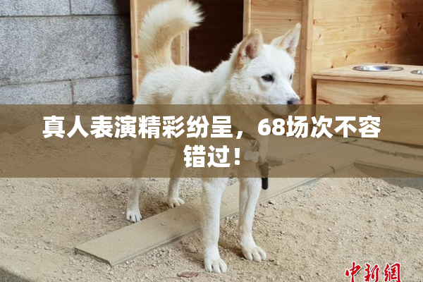 真人表演精彩纷呈，68场次不容错过！