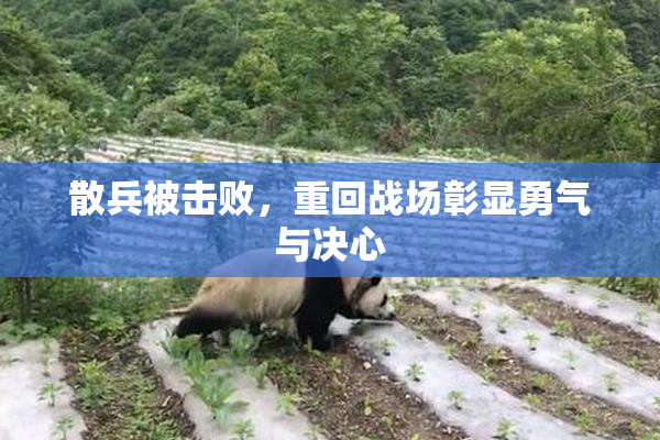 散兵被击败，重回战场彰显勇气与决心