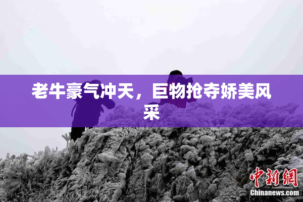 老牛豪气冲天，巨物抢夺娇美风采