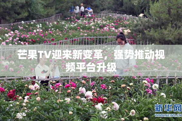 芒果TV迎来新变革，强势推动视频平台升级