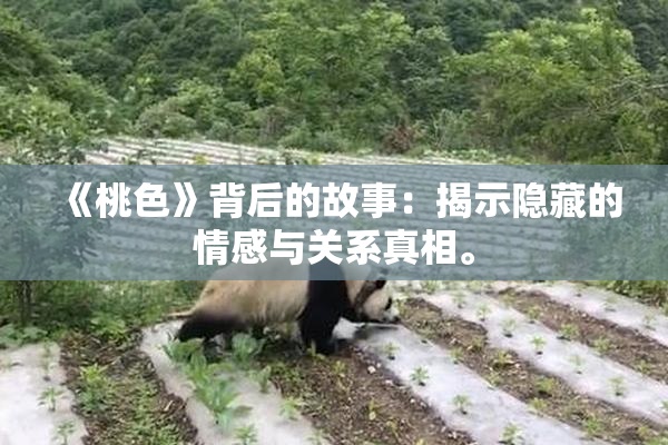 《桃色》背后的故事：揭示隐藏的情感与关系真相。