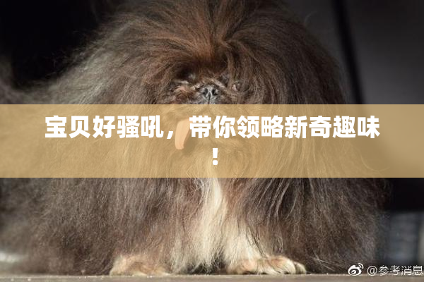 宝贝好骚吼，带你领略新奇趣味！