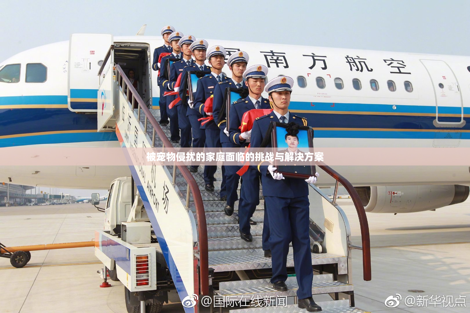 被宠物侵扰的家庭面临的挑战与解决方案