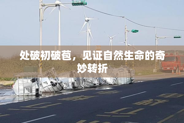 处破初破苞，见证自然生命的奇妙转折