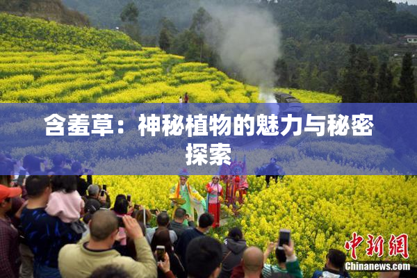 含羞草：神秘植物的魅力与秘密探索