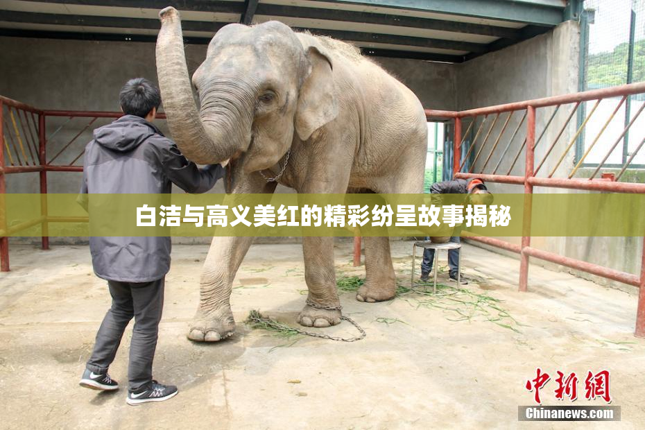白洁与高义美红的精彩纷呈故事揭秘