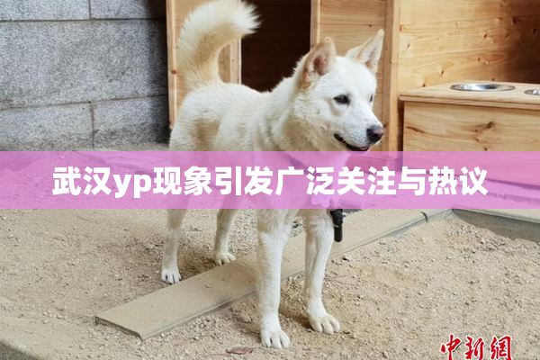 武汉yp现象引发广泛关注与热议