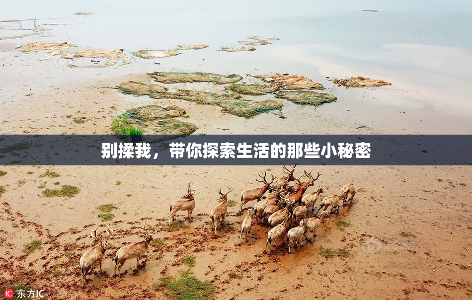 别揉我，带你探索生活的那些小秘密