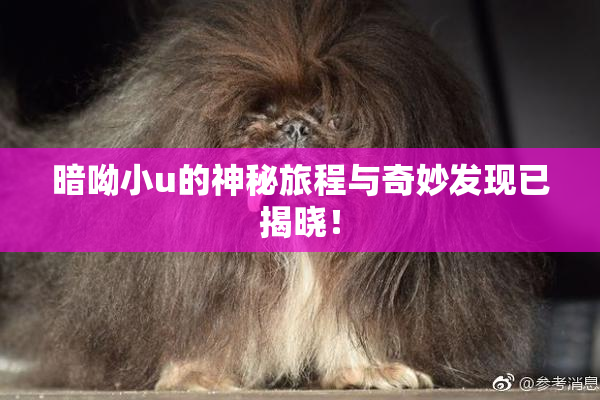 暗呦小u的神秘旅程与奇妙发现已揭晓！
