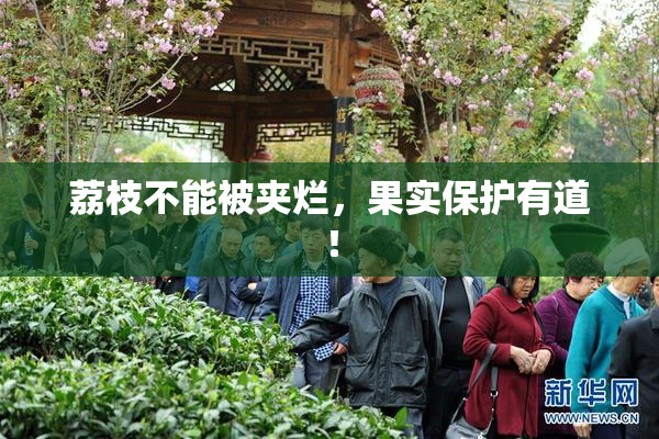 荔枝不能被夹烂，果实保护有道！