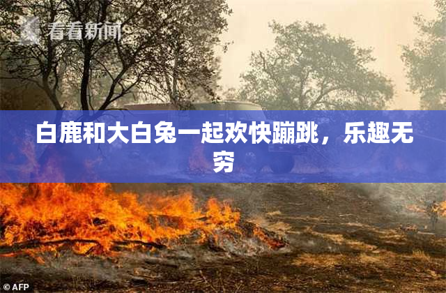 白鹿和大白兔一起欢快蹦跳，乐趣无穷