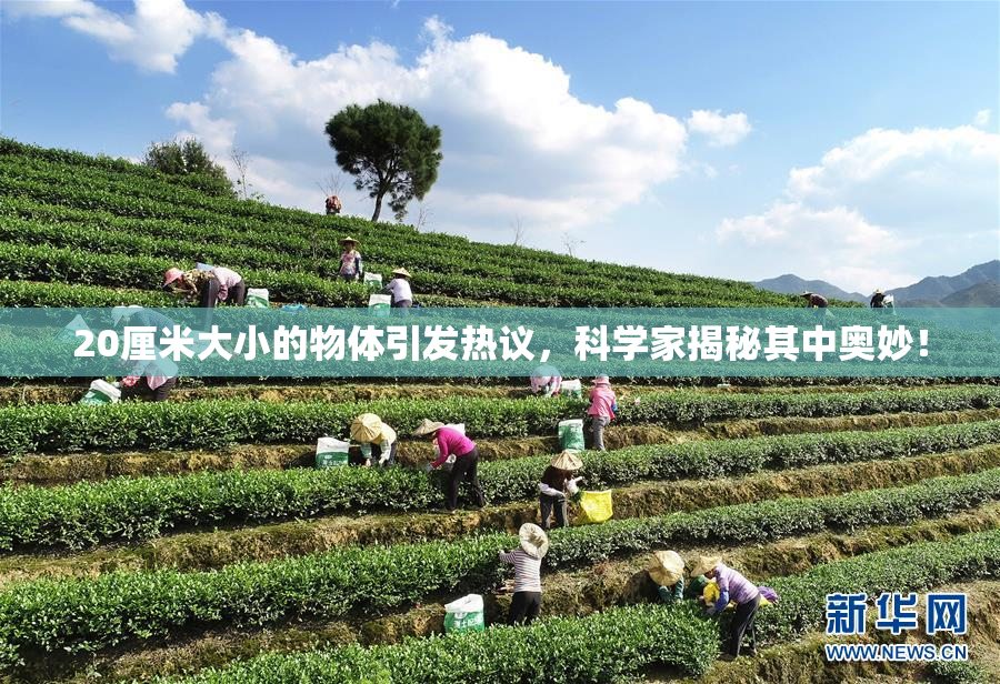 20厘米大小的物体引发热议，科学家揭秘其中奥妙！