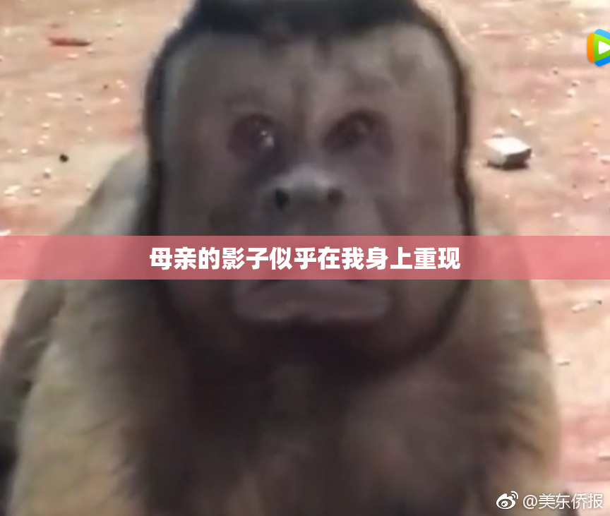母亲的影子似乎在我身上重现