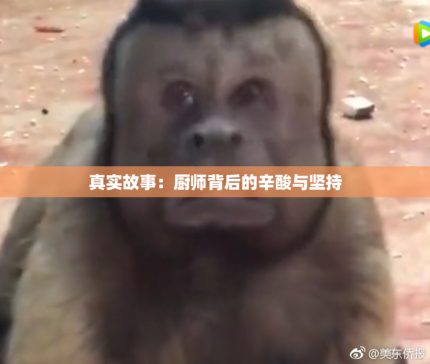 真实故事：厨师背后的辛酸与坚持