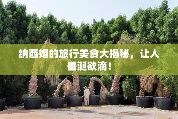 纳西妲的旅行美食大揭秘，让人垂涎欲滴！