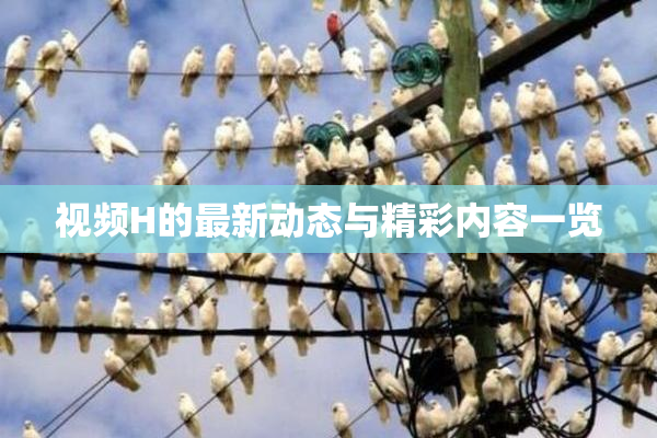 视频H的最新动态与精彩内容一览