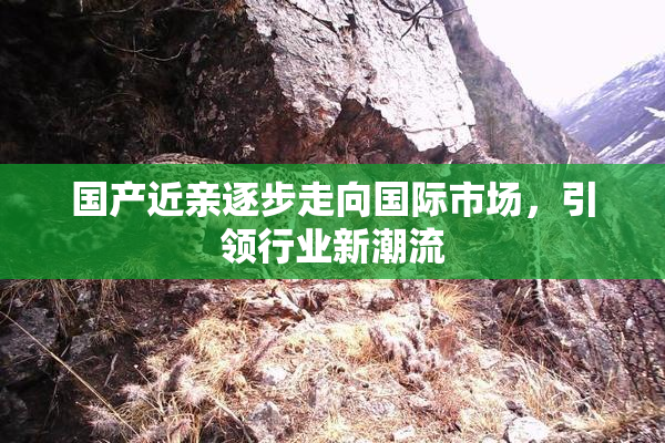 国产近亲逐步走向国际市场，引领行业新潮流