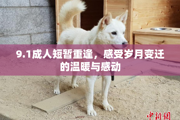 9.1成人短暂重逢，感受岁月变迁的温暖与感动