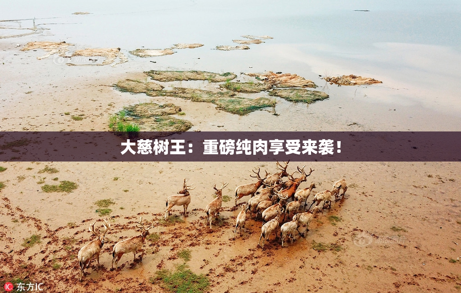 大慈树王：重磅纯肉享受来袭！