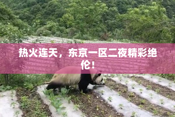 热火连天，东京一区二夜精彩绝伦！