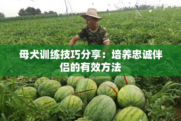 母犬训练技巧分享：培养忠诚伴侣的有效方法