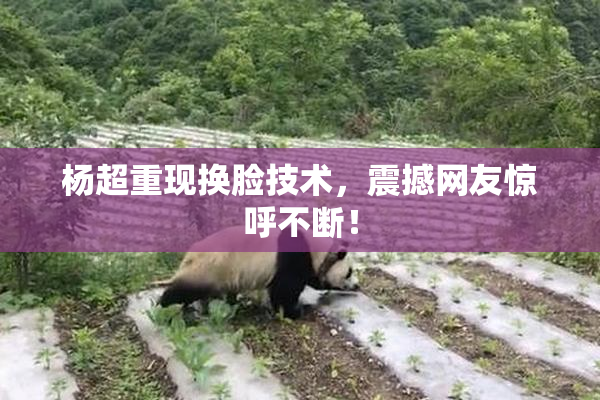 杨超重现换脸技术，震撼网友惊呼不断！