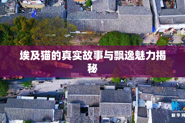 埃及猫的真实故事与飘逸魅力揭秘