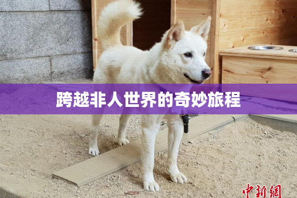跨越非人世界的奇妙旅程