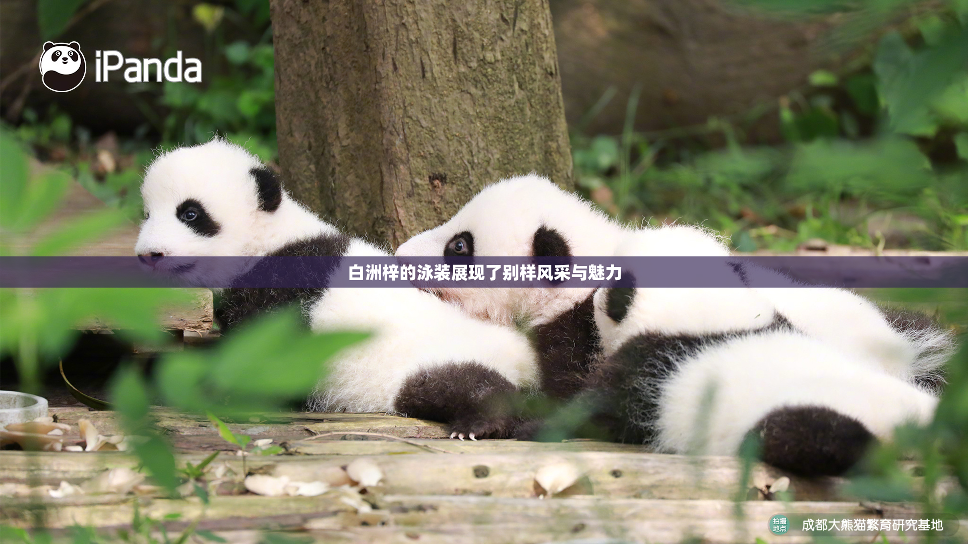 白洲梓的泳装展现了别样风采与魅力