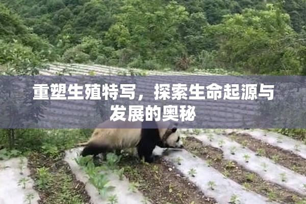 重塑生殖特写，探索生命起源与发展的奥秘