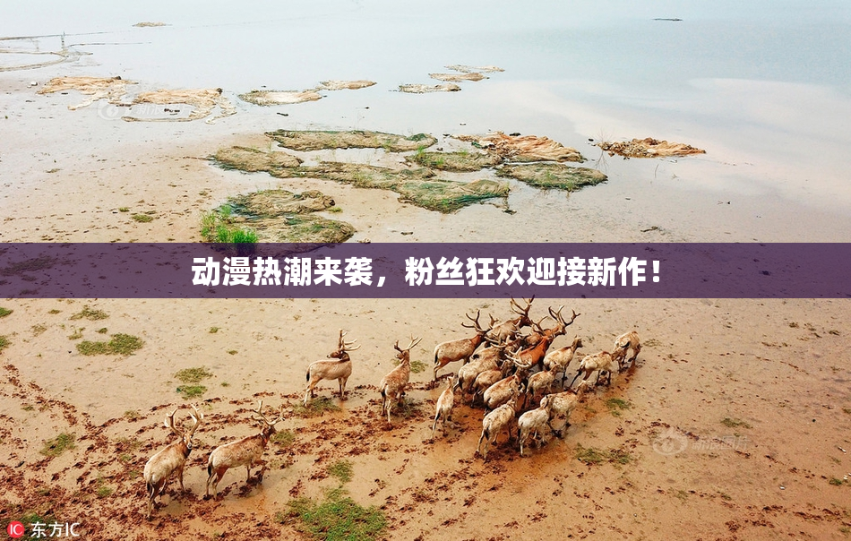 动漫热潮来袭，粉丝狂欢迎接新作！