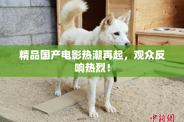 精品国产电影热潮再起，观众反响热烈！