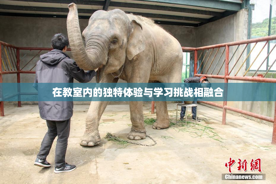 在教室内的独特体验与学习挑战相融合