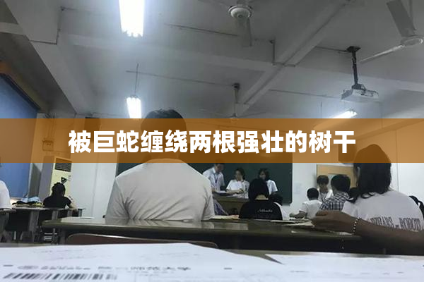 被巨蛇缠绕两根强壮的树干