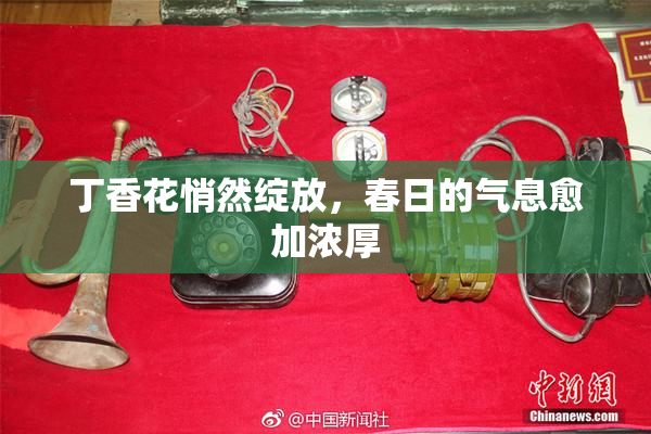 丁香花悄然绽放，春日的气息愈加浓厚