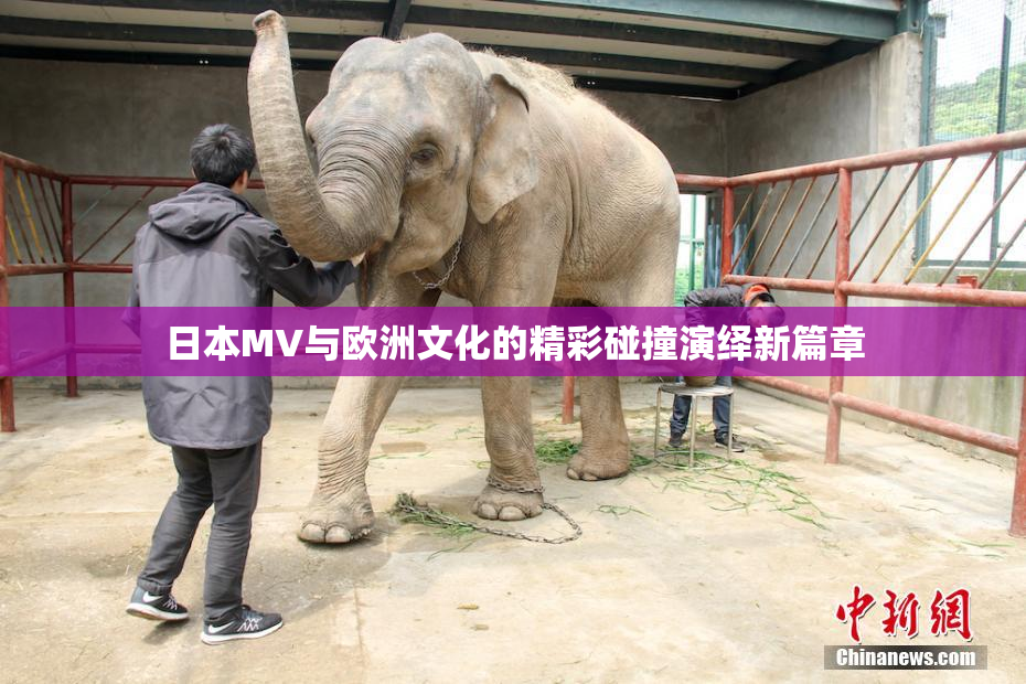 日本MV与欧洲文化的精彩碰撞演绎新篇章