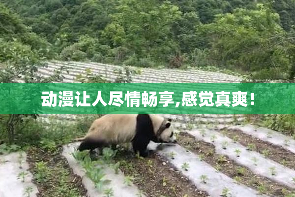 动漫让人尽情畅享,感觉真爽！
