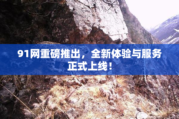 91网重磅推出，全新体验与服务正式上线！