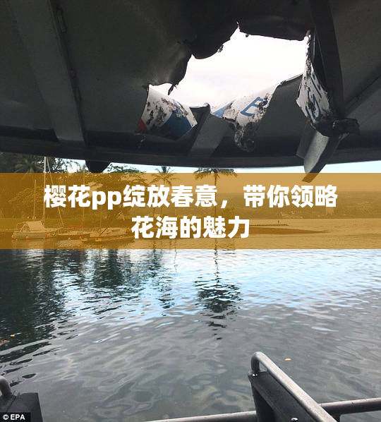 樱花pp绽放春意，带你领略花海的魅力