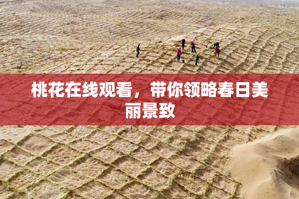 桃花在线观看，带你领略春日美丽景致