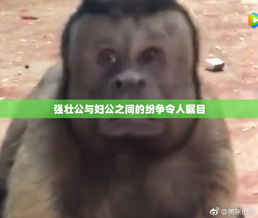 强壮公与妇公之间的纷争令人瞩目