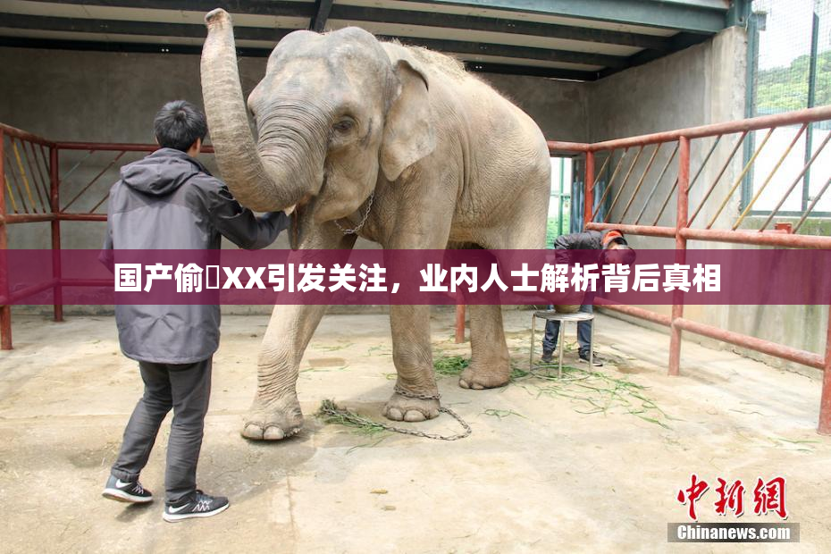 国产偷抇XX引发关注，业内人士解析背后真相