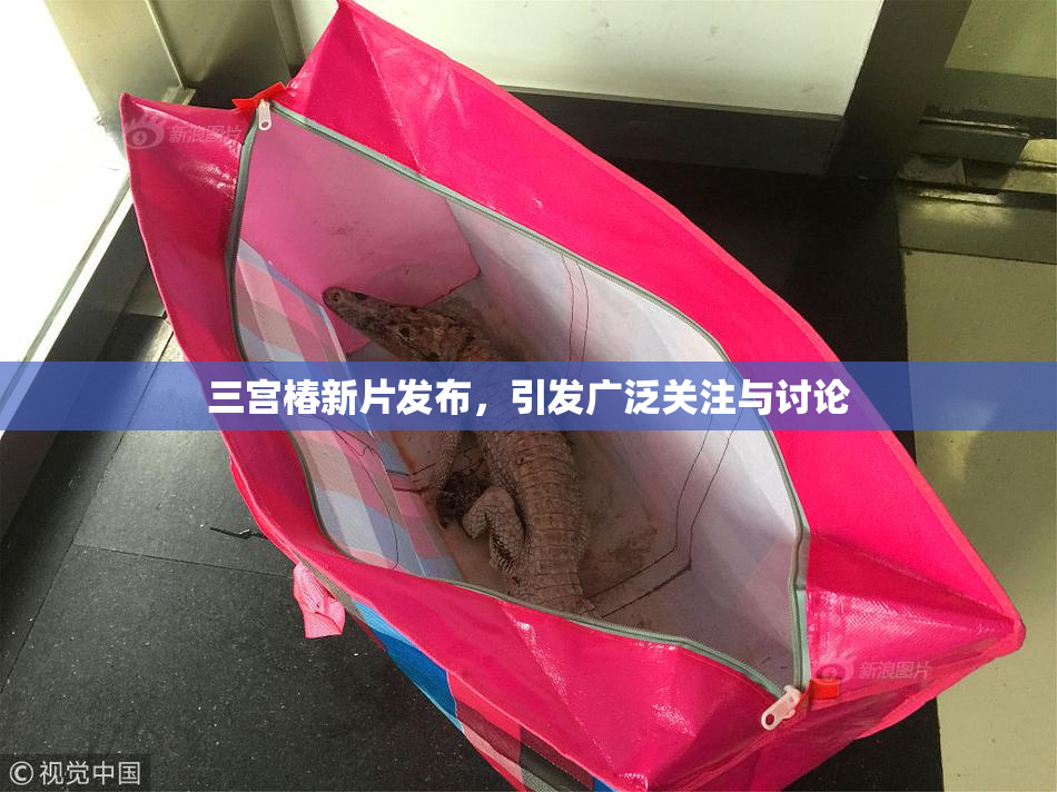 三宫椿新片发布，引发广泛关注与讨论