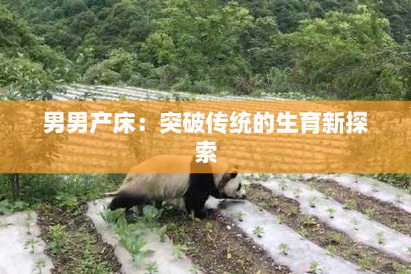 男男产床：突破传统的生育新探索